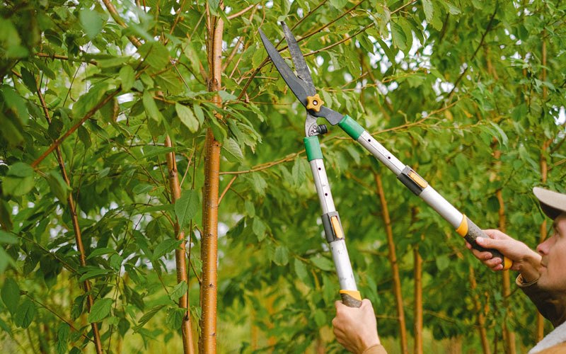 Tree trimming in Rhame, ND
