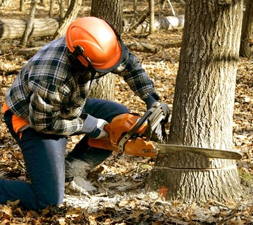 Tree Removal in Rhame, ND